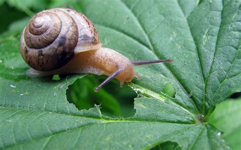 Avatar de Escargot